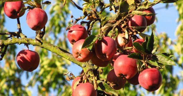 Яблоки сортов уральской и канадской селекции для садов Сибири виды